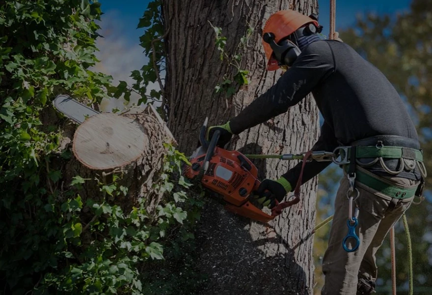 Tree Services